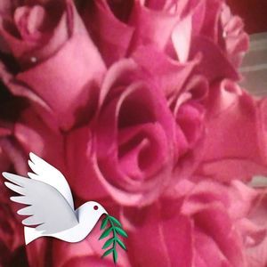 Meet your Posher, Irene